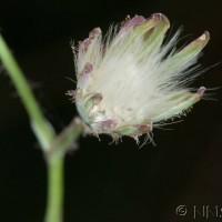 Blue-sow-thistle